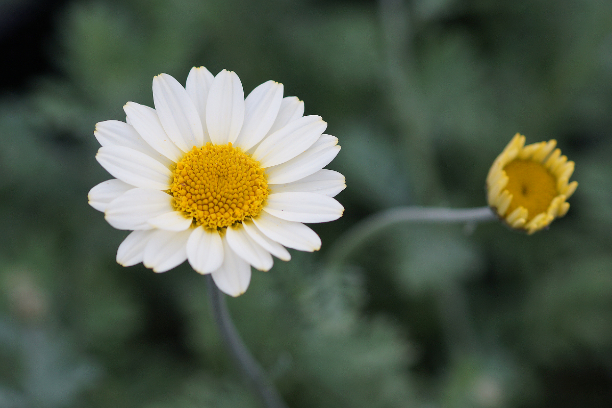 Anthemis Tinctoria-Hybr. 'Sauce Hollandaise'