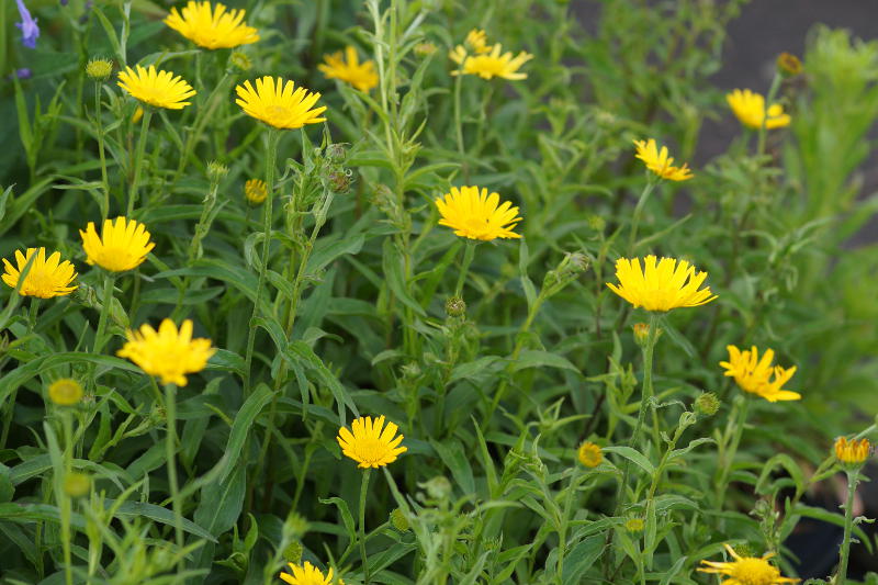 Buphthalmum salicifolium - Ochsenauge, Goldmargerite
