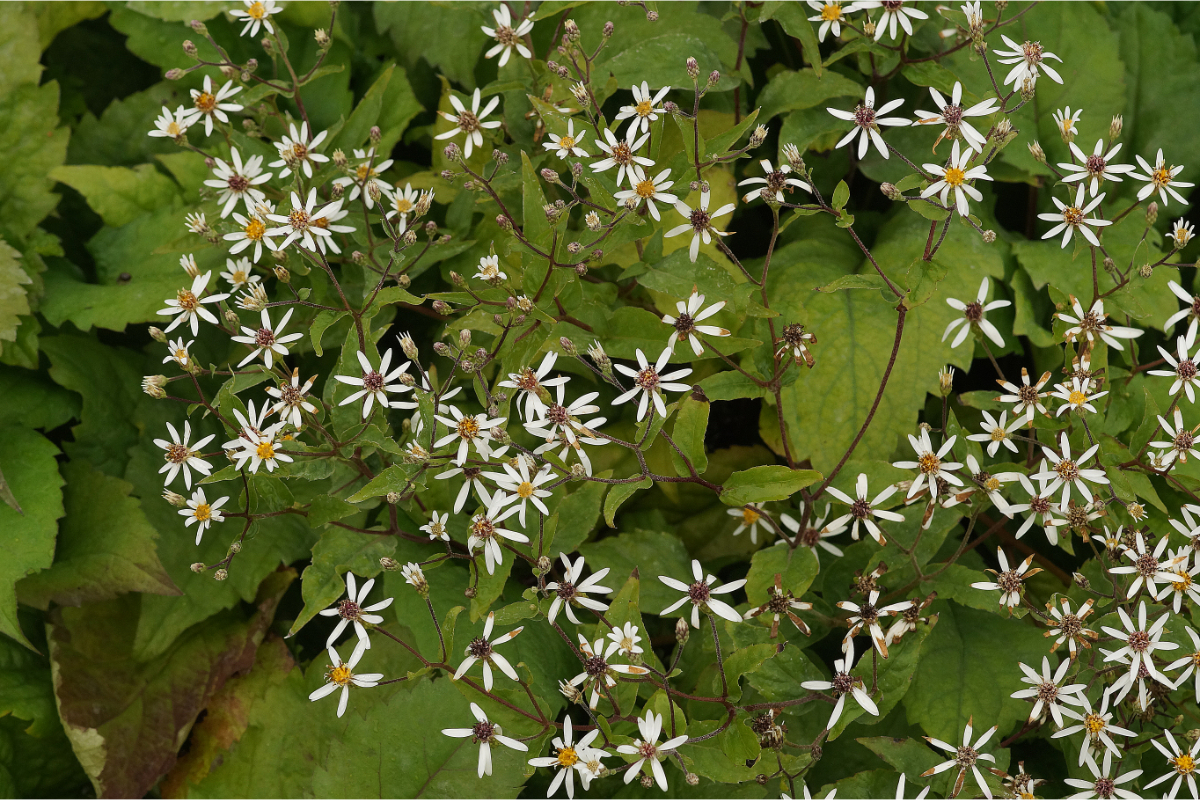 Aster divaricatus