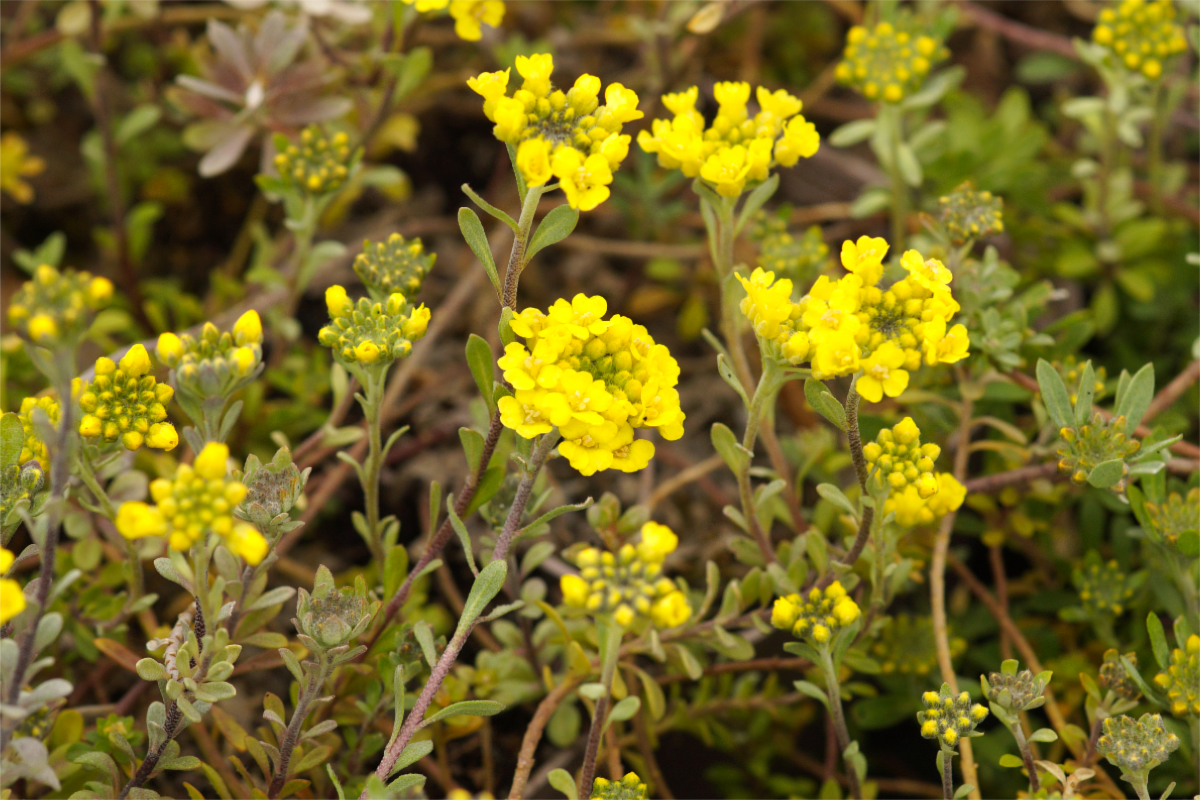 Alyssum montanum 'Berggold' - Steinkraut