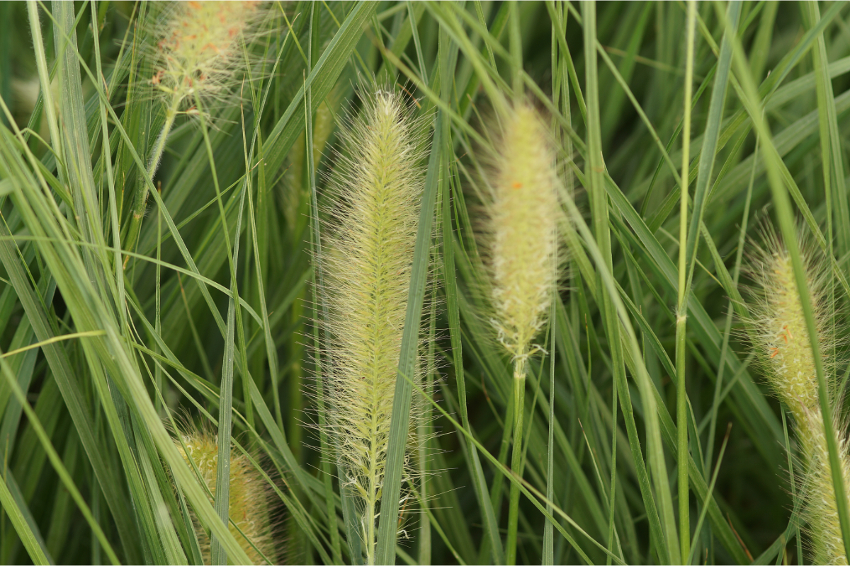 Pennisetum alopecuroides 'Compressum' - Lampenputzergras