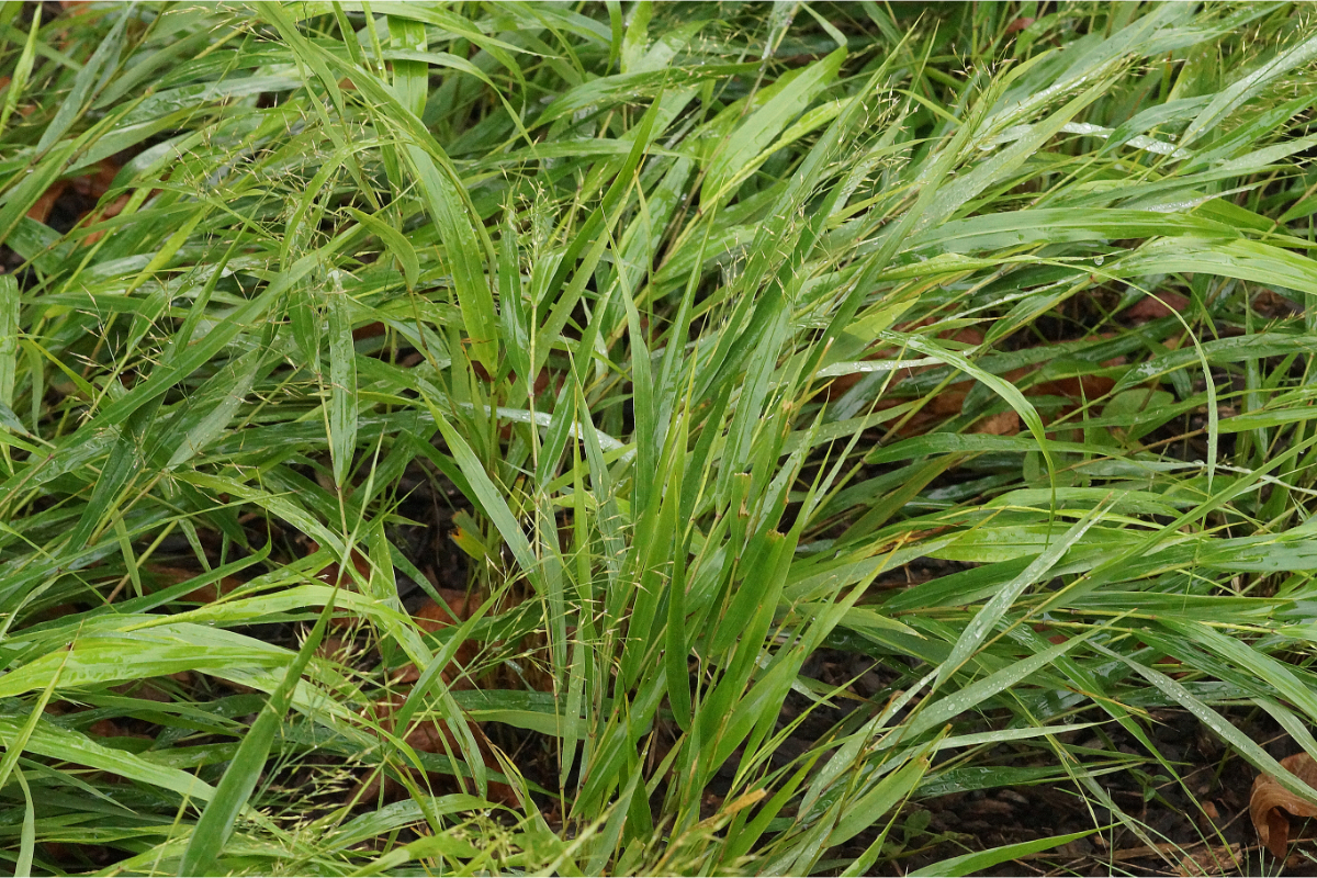 Hakonechloa macra