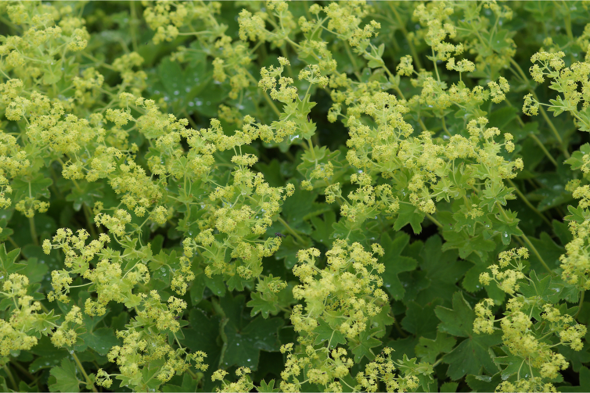 Alchemilla sericata 'Gold Strike'