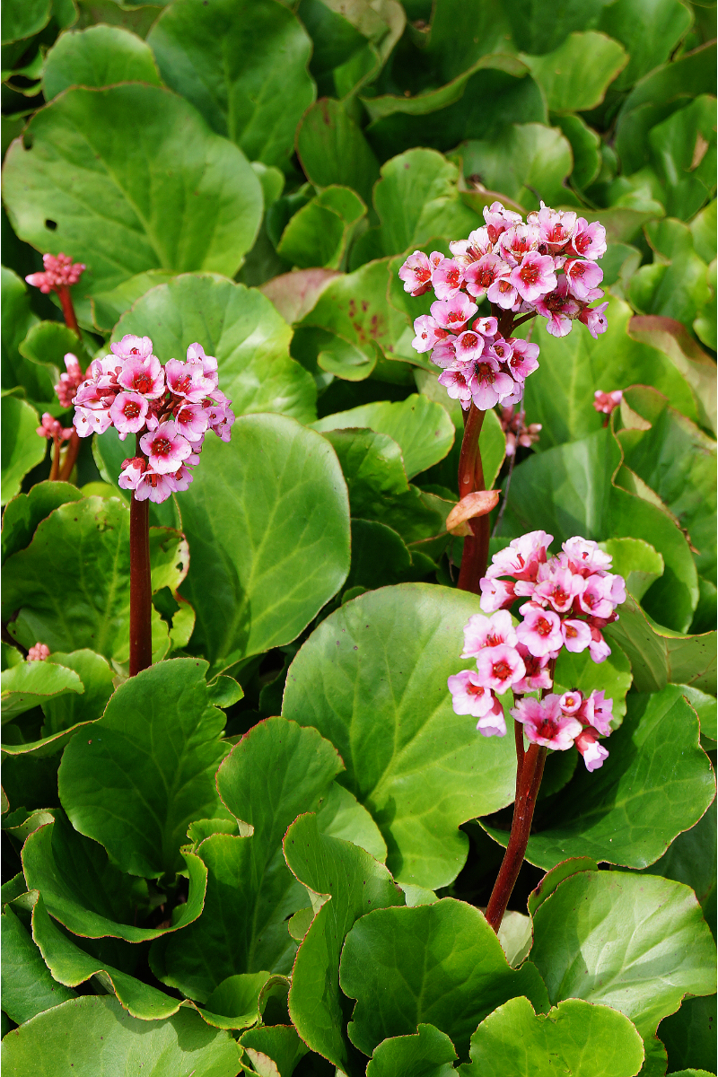 Bergenia Hybride 'Herbstblüte'
