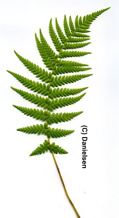 Dicksonia antarctica (gen.)