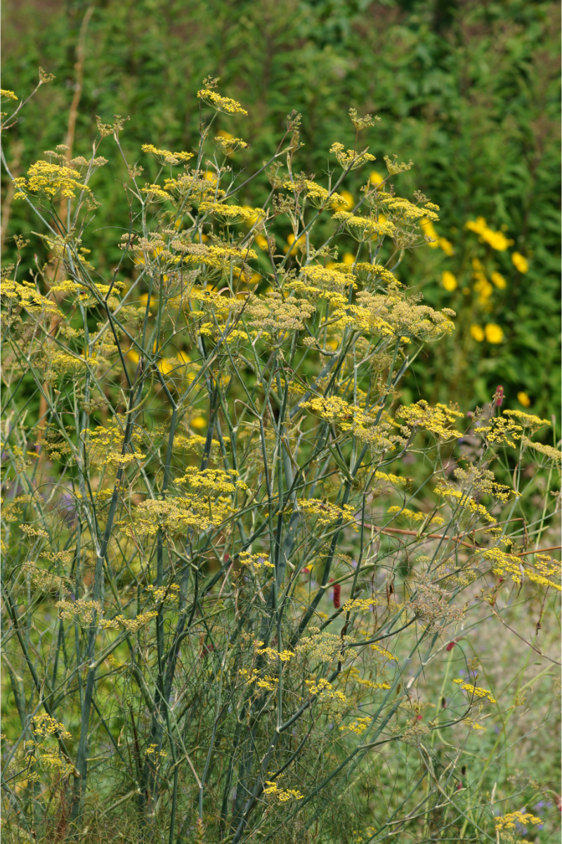 Foeniculum vulgare 'Atropurpureum'