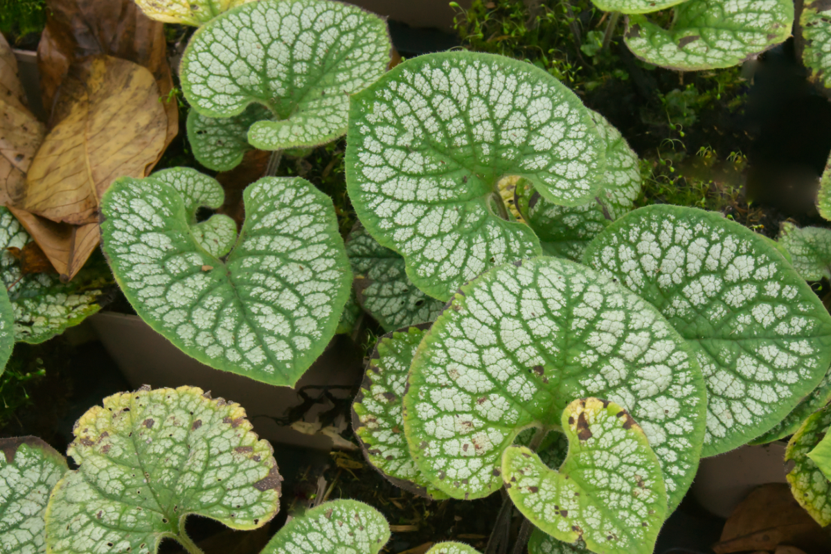 Brunnera macrophylla 'Sea Heart' (R)