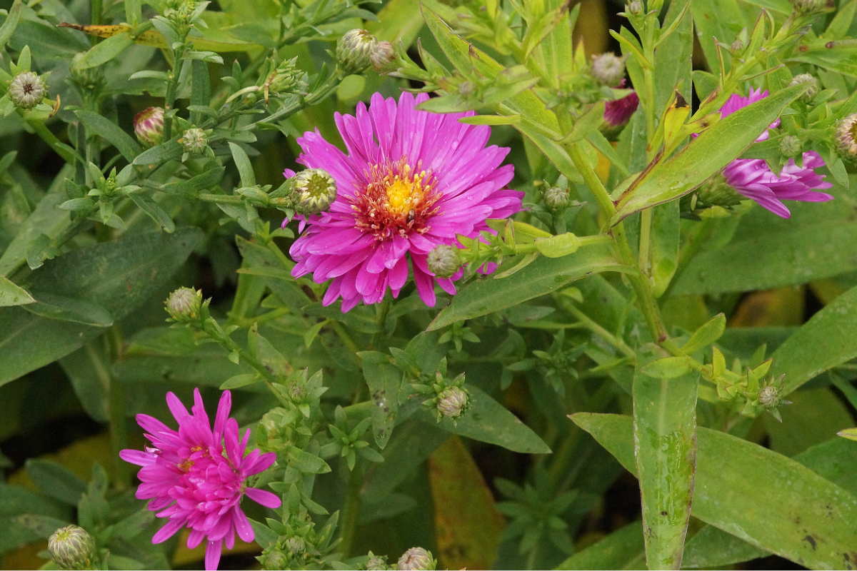 Aster Dumosus-Hybr. 'Starlight' - Kissenaster