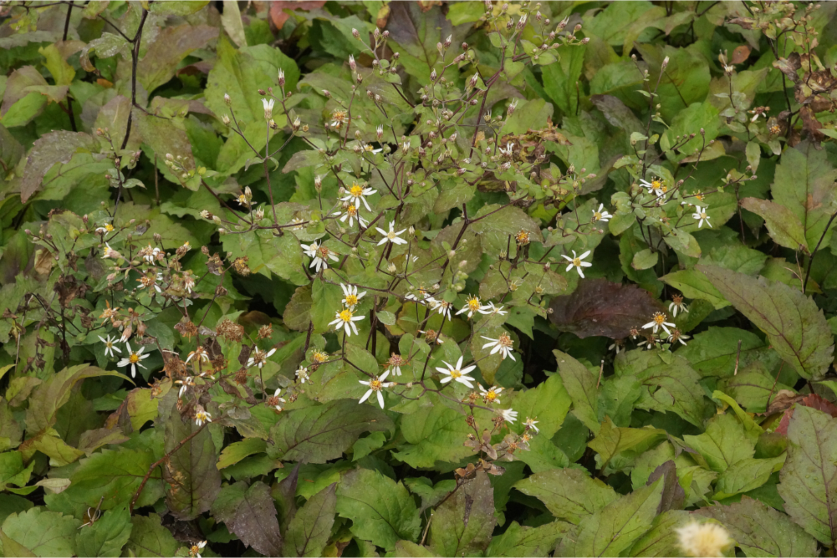 Aster divaricatus 'Tradescant'