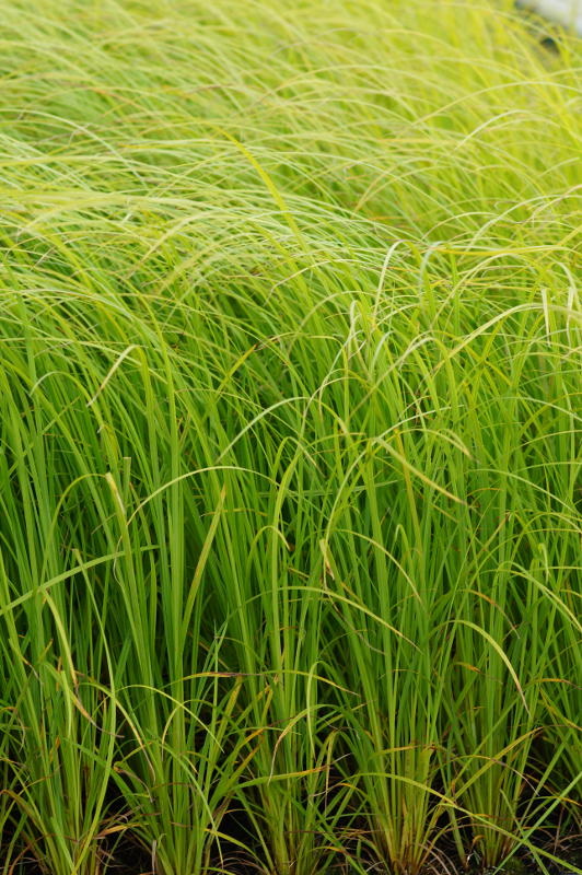 Carex acuta (gracilis) - Zierliche Segge, Schlanke Segge