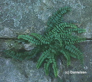 Asplenium trichomanes gen.