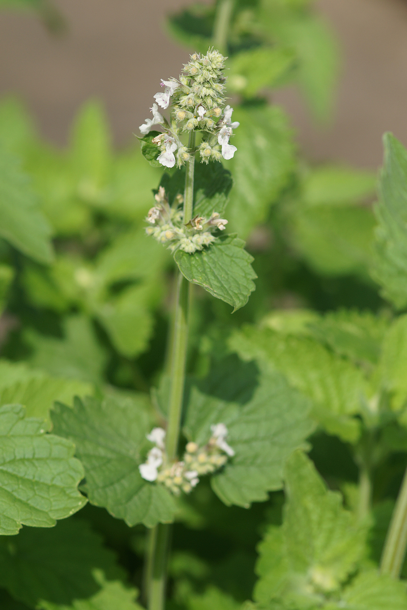 Nepeta cataria ssp. citriodora - Zitronen-Katzenminze, Weiße Melisse