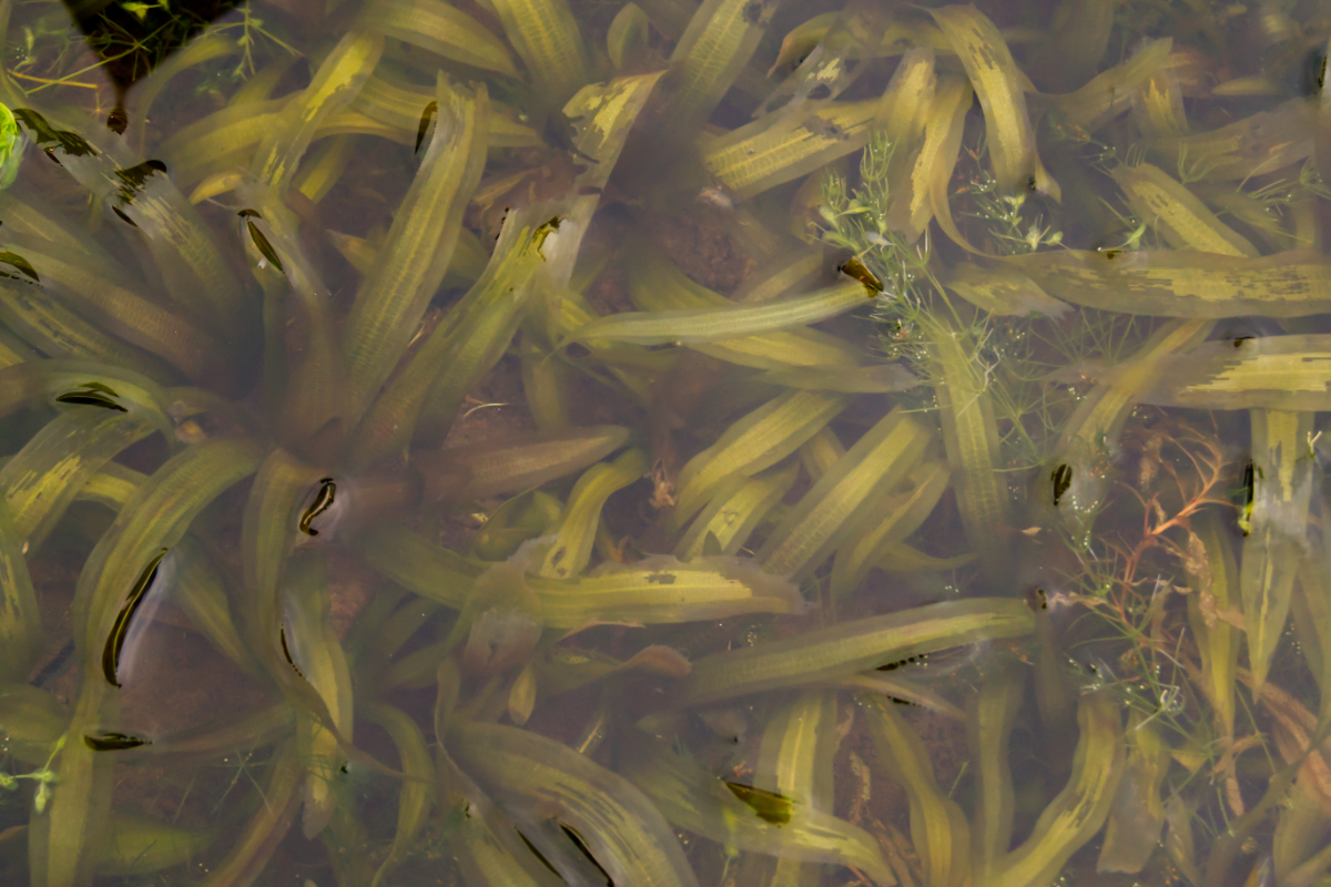Vallisneria gigantea - Wasserschraube