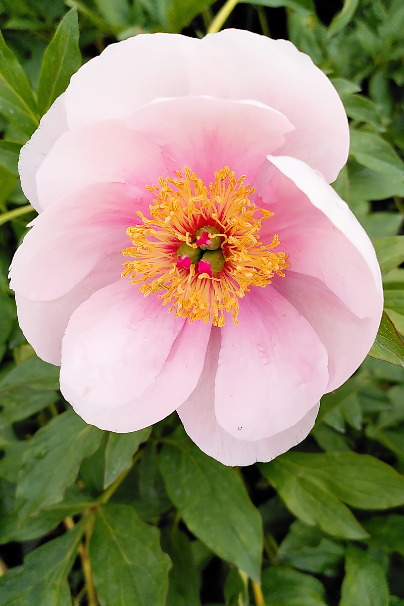 Paeonia Lactiflora-Hybr. 'Soft Salmon Saucer'
