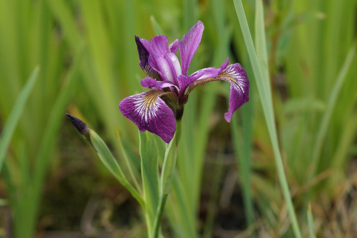 Iris versicolor 'Dark Orchid' - N-Amerika Sumpfschwertlilie