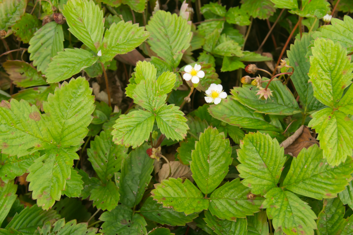 Fragaria vesca var.vesca