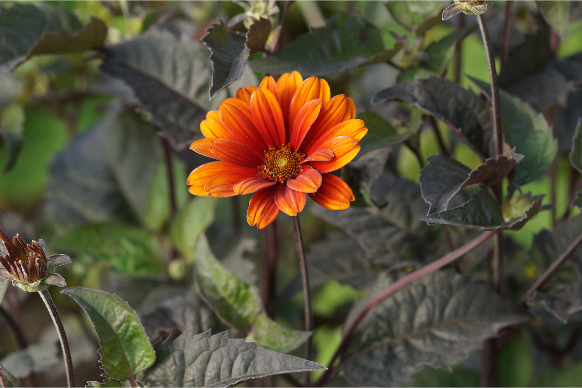 Heliopsis scabra 'Bleeding Hearts' - Sonnenauge