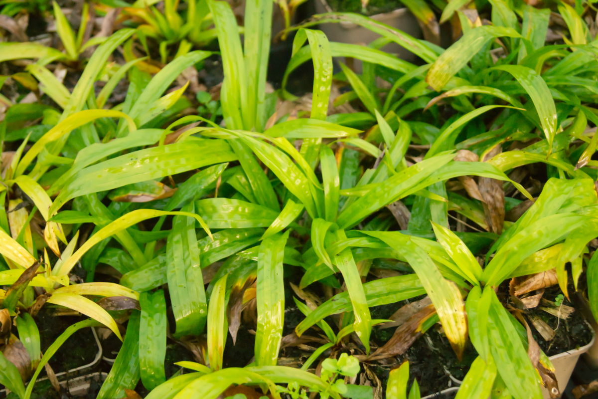 Carex plantaginea - Breitblattsegge