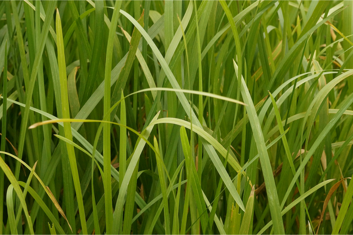 Glyceria maxima - Riesensüßgras, Wasserschwaden