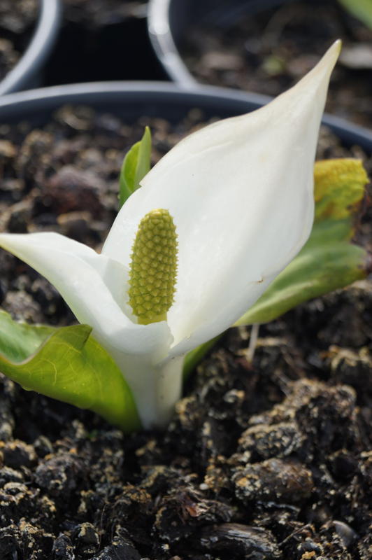 Lysichiton camtschatcensis