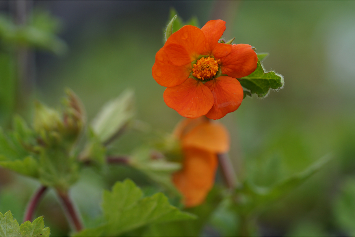 Geum coccineum 'Borisii' - Garten-Nelkenwurz