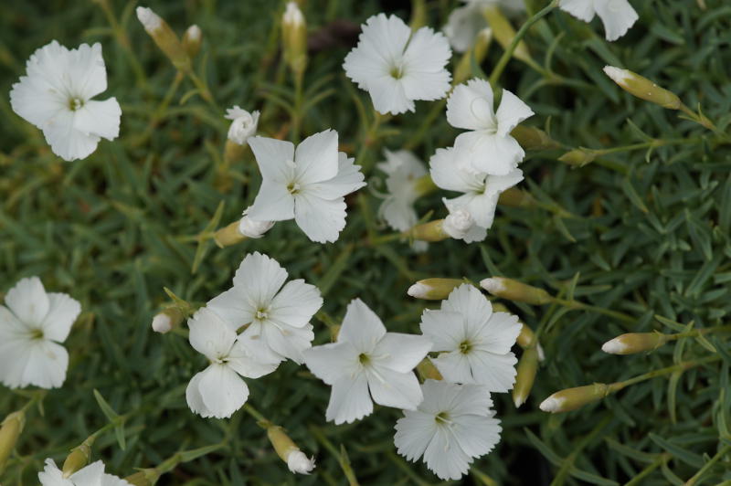 Dianthus Gratianopolitanus-Hybr. 'La Bourboule Blanche'
