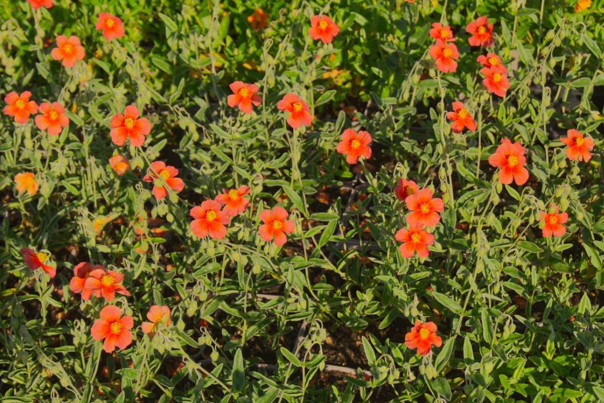 Helianthemum Hybride 'Fire Flame'