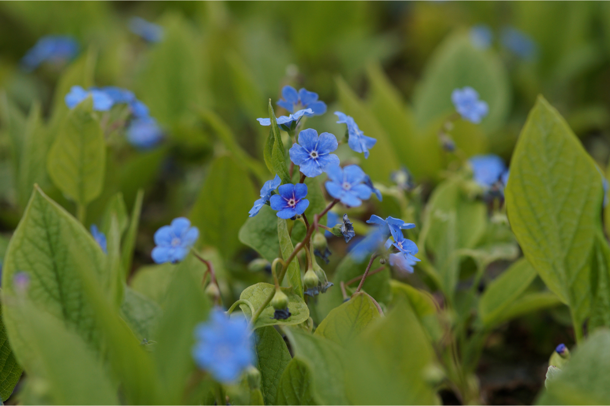 Omphalodes verna - Gedenkemein