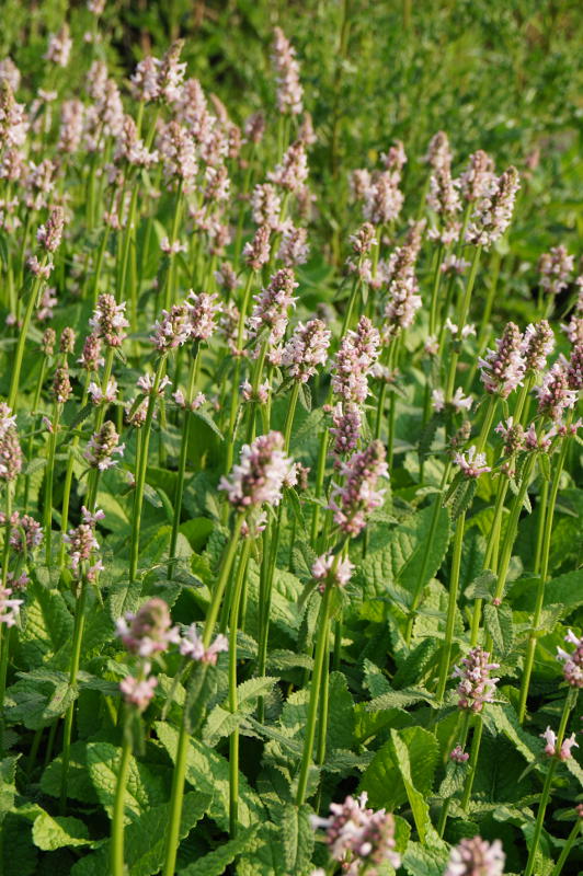 Betonica hirsuta 'Rosea' (Stachys monnieri 'Rosea')