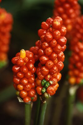 Arum italicum