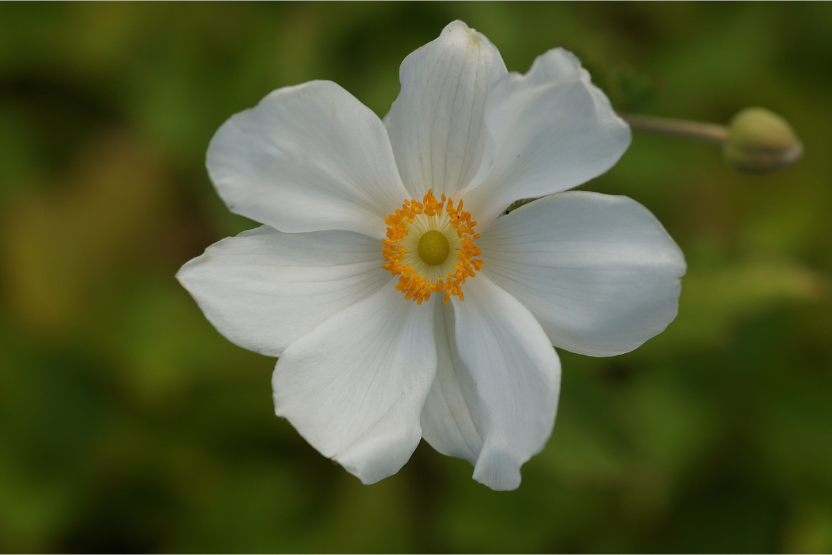 Anemone Japonica-Hybr. 'Honorine Jobert' - Herbstanemone