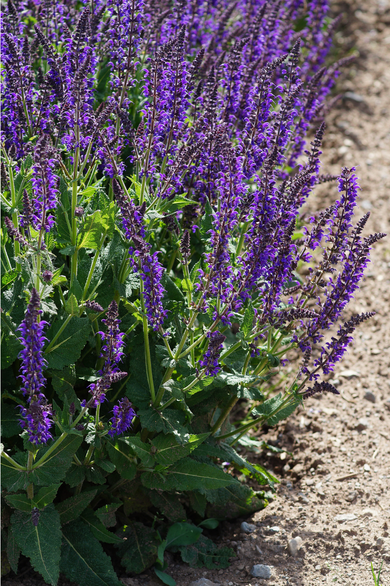 Salvia nemorosa 'Mainacht'