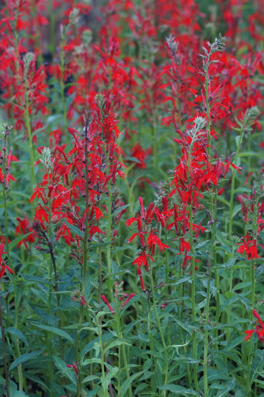 Lobelia cardinalis