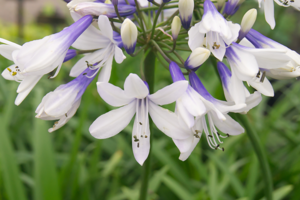 Agapanthus Hybride 'Twister'