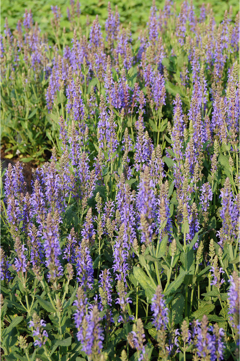 Salvia nemorosa 'Blauhügel'