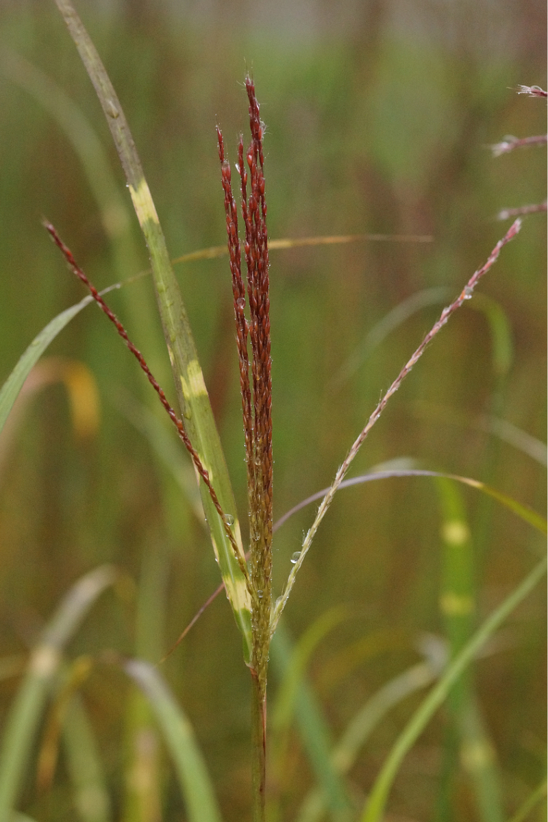 Miscanthus sinensis 'Zebrinus'