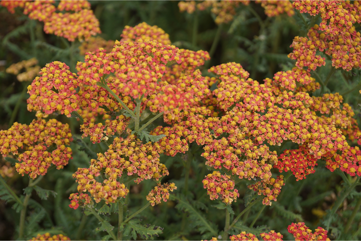 Achillea Filipendulina-Hybr. 'Walter Funcke' - Schafgarbe