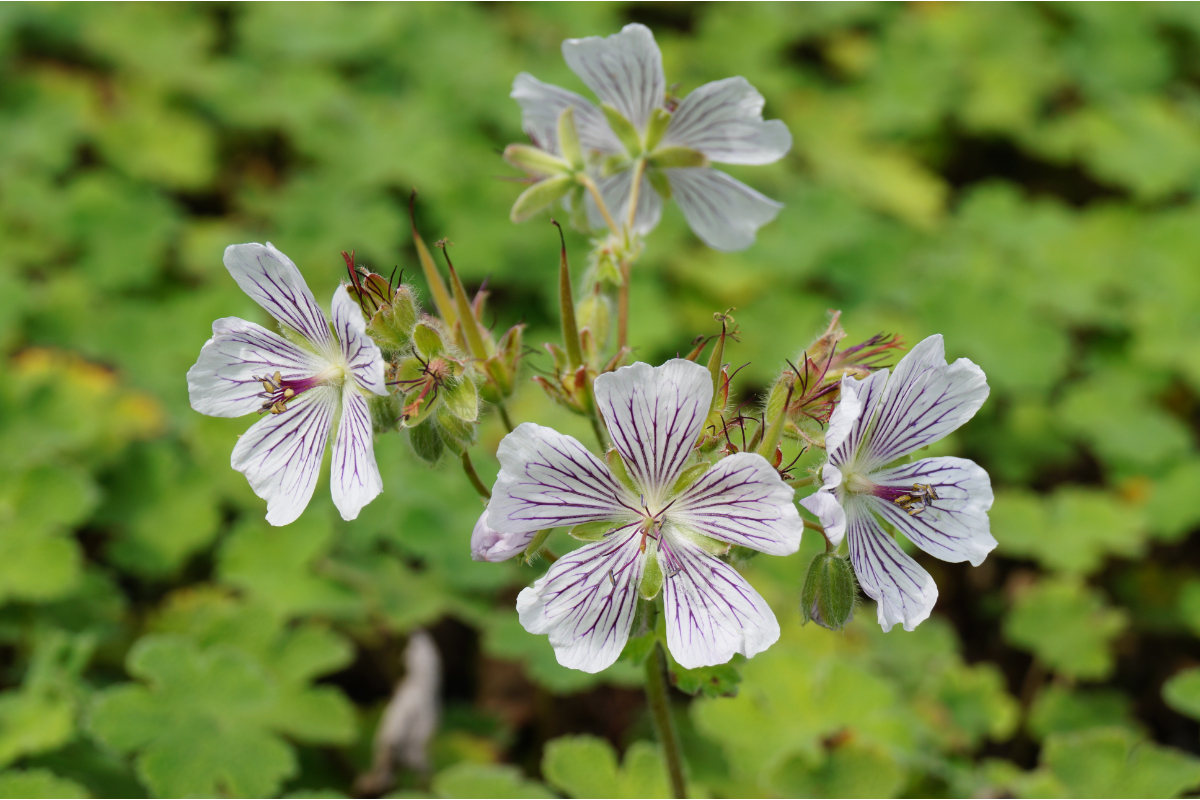 Geranium renardii