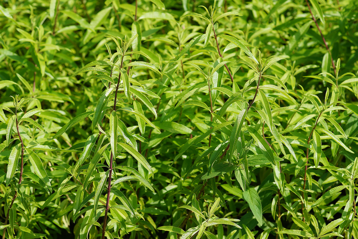 Lippia citriodora (Aloysia triphylla) - Zitronenverbene