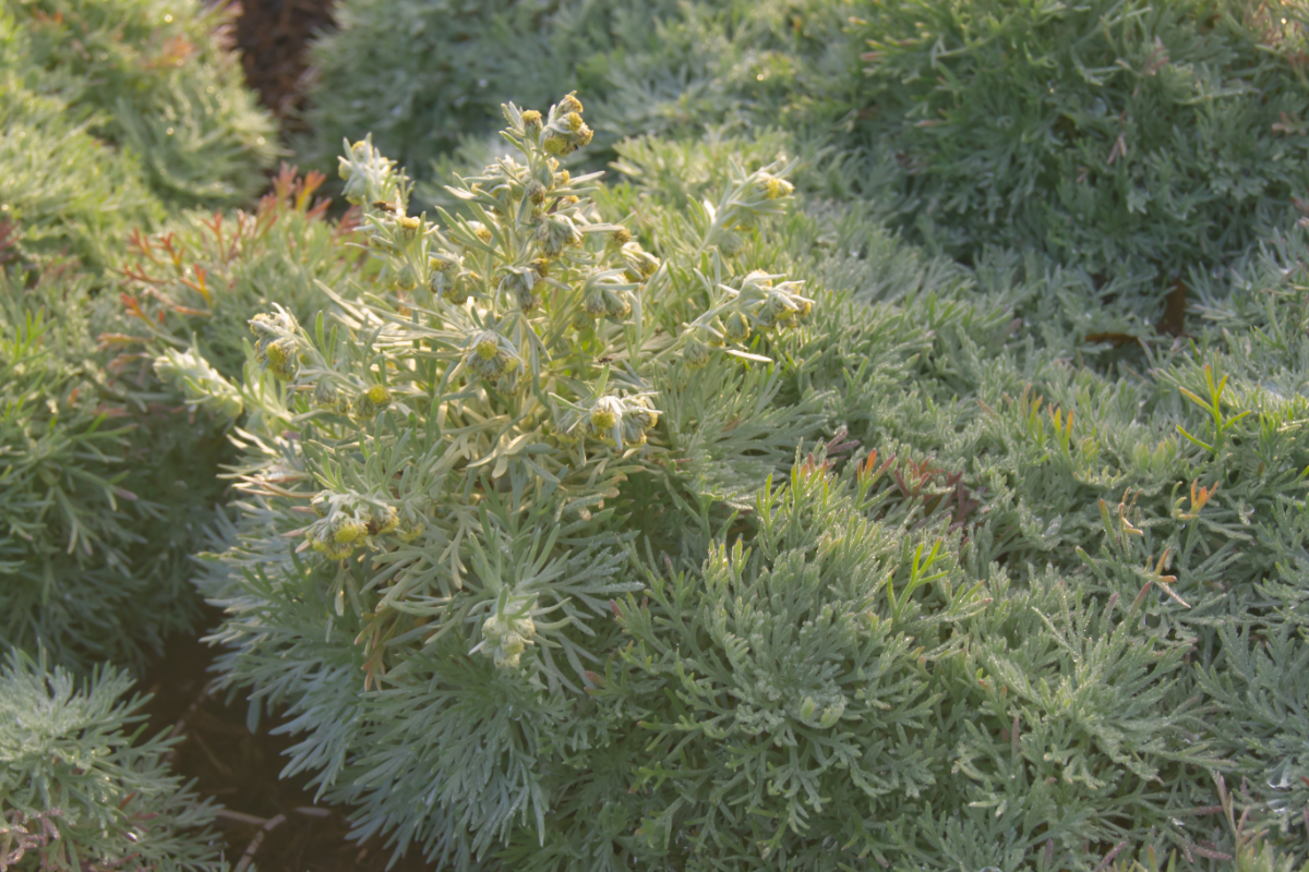 Artemisia schmidtiana 'Nana'