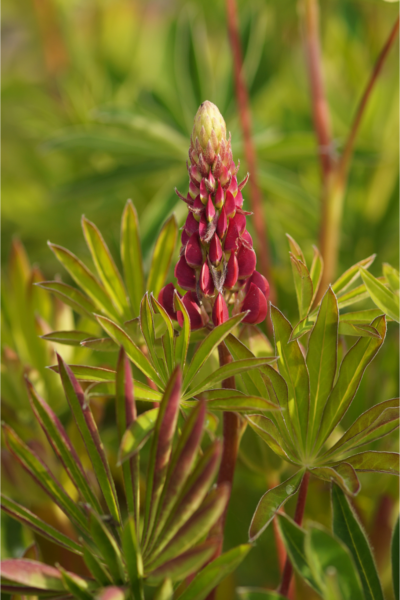 Lupinus Polyphyllus-Hybr. 'Mein Schloß'