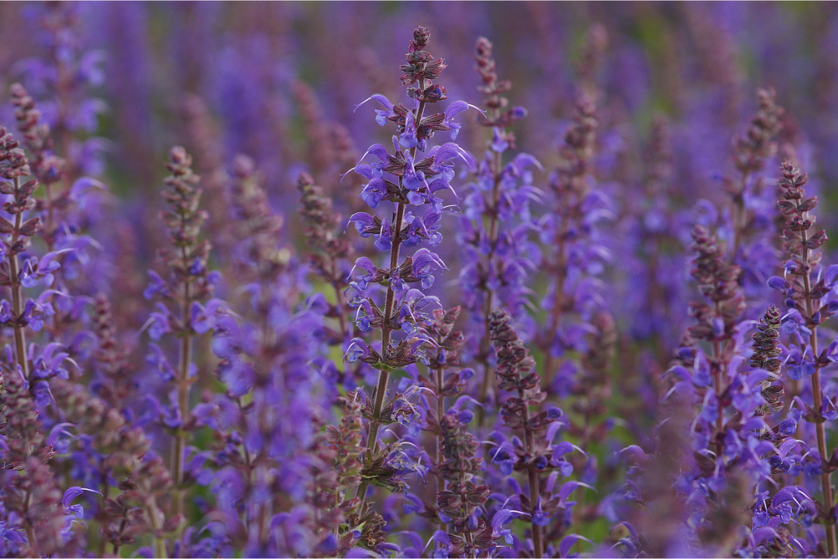 Salvia nemorosa 'Mainacht'
