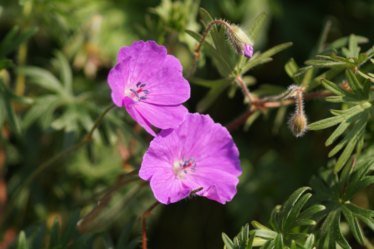 Geranium sanguineum - Blutstorchschnabel