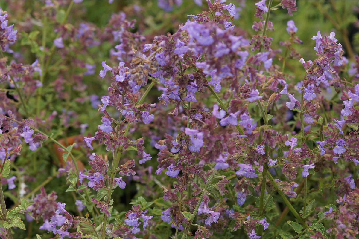 Nepeta x faassenii 'Kit Cat' - Katzenminze, Blauminze