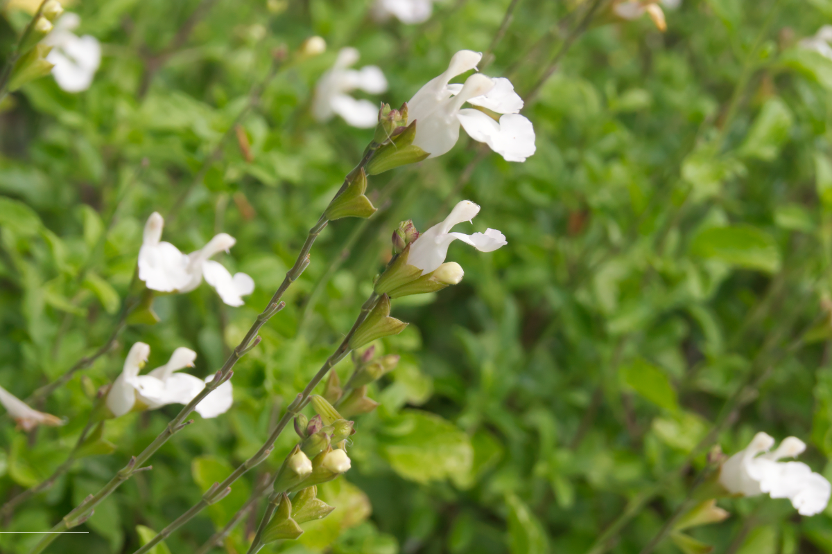 Salvia microphylla 'Gletsjer'