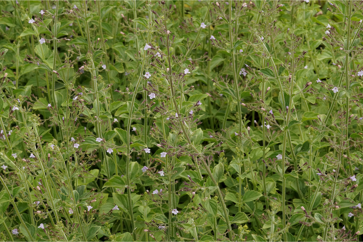 Calamintha nepeta 'Blue Cloud' - Bergminze