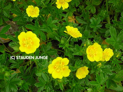 Potentilla aurea - Gold-Fingerkraut
