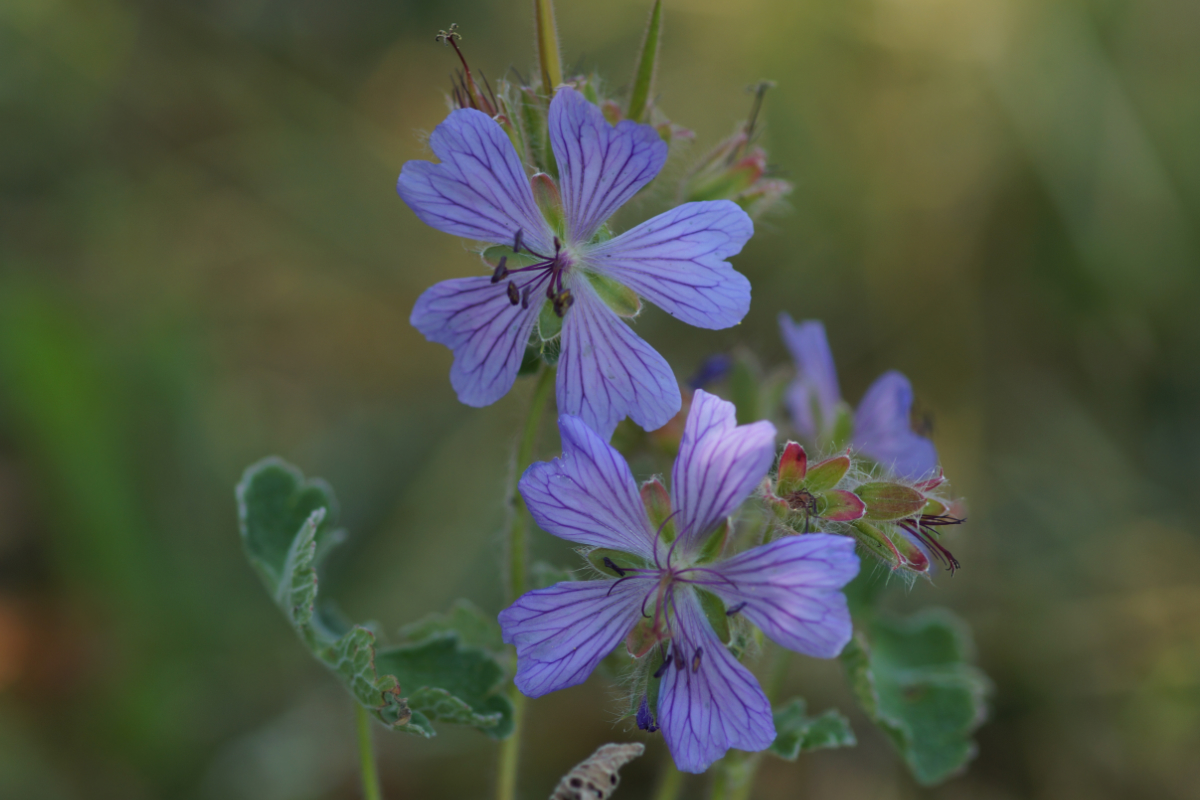 Geranium renardii 'Philippe Vapelle' - Kaukasus-Storchschnabel