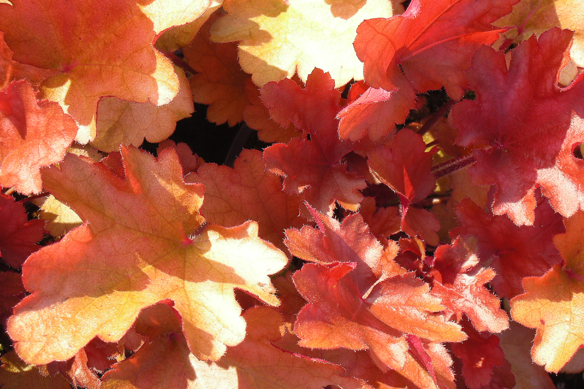 Heuchera Hybride 'Peach Flambe' (R)