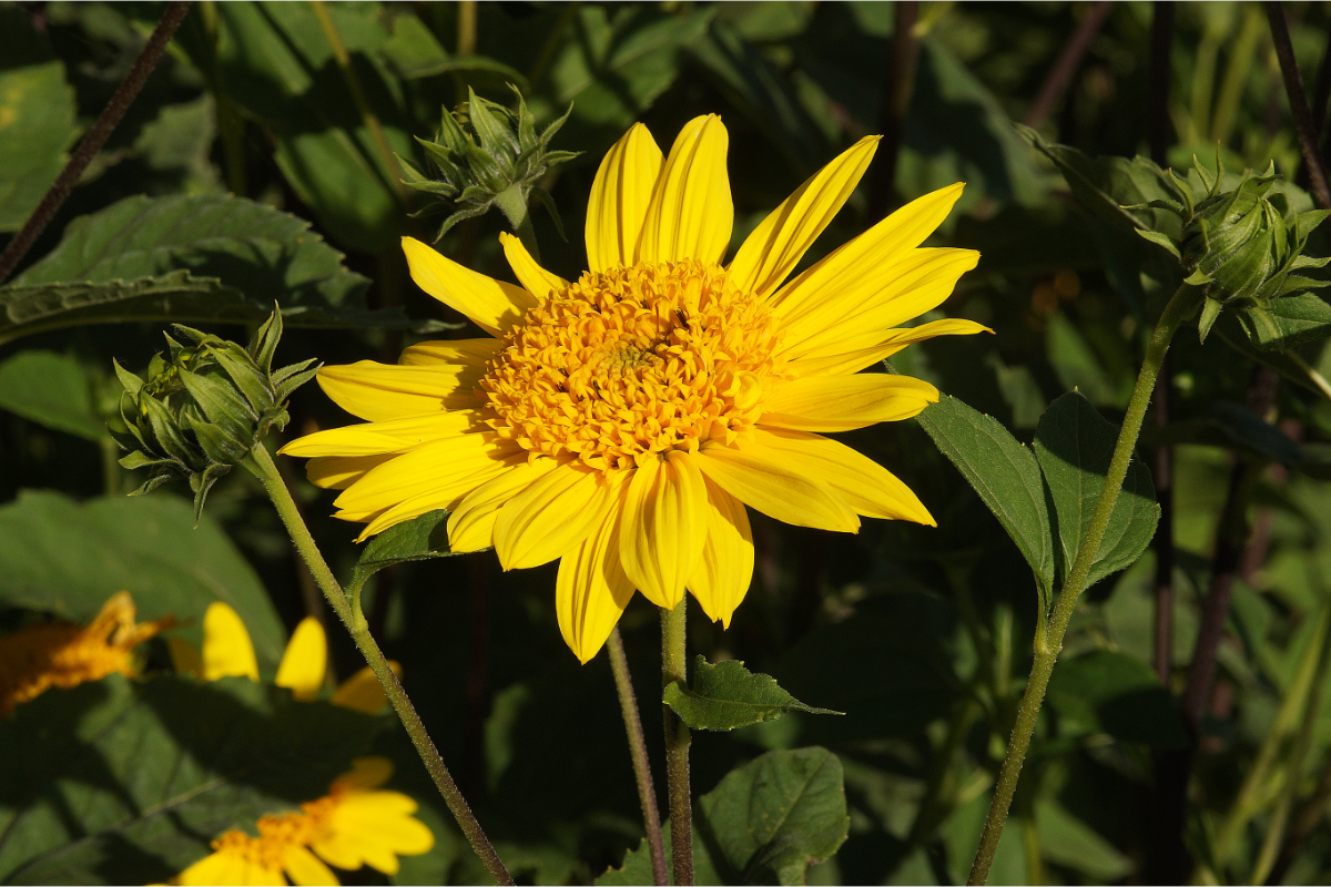 Helianthus decapetalus 'Capenoch Star'